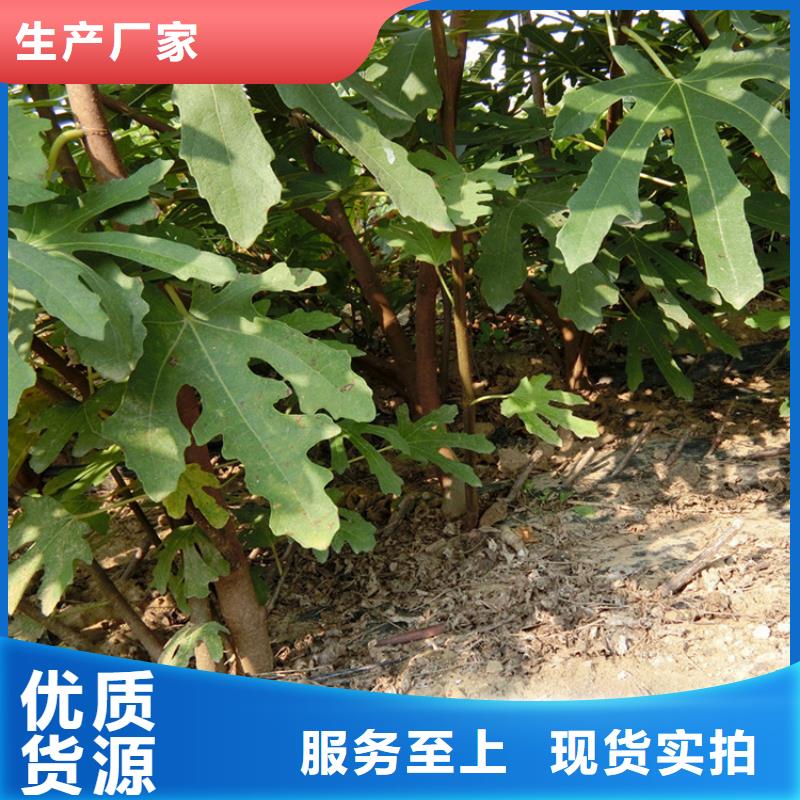 源頭廠家直供，無花果桃樹苗支持來圖定制，網絡銷售開啟新篇章